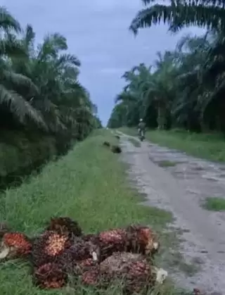 Ini Total Perusahaan Sawit di Indonesia, Kalimantan Terluas Konsesi Kebun 22,3 Juta