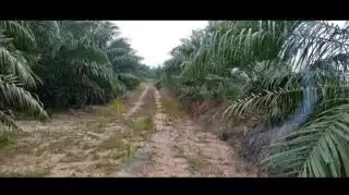 Komoditas Perkebunan Ini Berkembang Pesat Lima Tahun Tetakhir di Ketapang