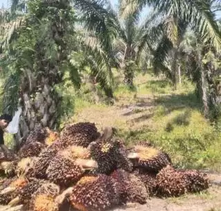 Meski Tipis, Harga Kelapa Sawit Riau Mitra Plasma Naik Rp6,65 Per Kilogram