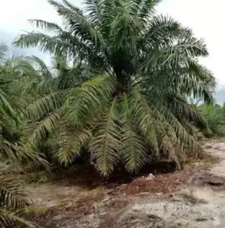 Siap-siap Masuki Perdagangan Karbon, SSMS Petakan Sumber dan Serapan Emisi