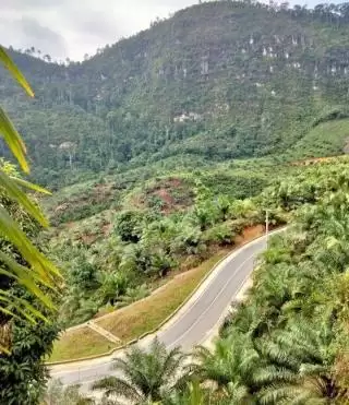 UTP Paling Menonjol Komoditas Kelapa Sawit di Bangka Barat