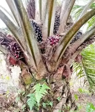 Harga TBS Sawit Naik Turun Dibeli Cuma  Rp1.970 Per Kilogram di Abdya