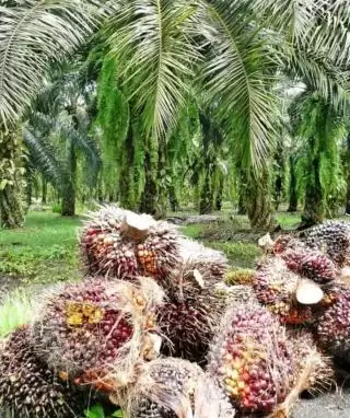 Petani Keluhkan Produksi Kebun Anjlok 50 Persen di Banten, Ini Penyebabnya