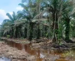 Ulah Perusahaan Sawit Enggan Bayar Pajak Target PAD Tak Tercapai di Kukar