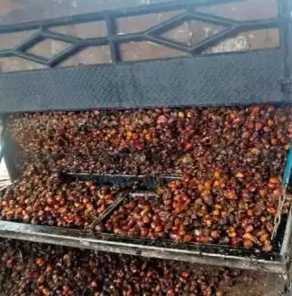 Dilarang Truk Sawit dan Tambang Isi BBM Subsidi di Bengkulu