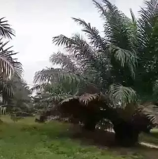 Petani Sultra Mau Melapor ke KLHK Gegara Kebun Sawit Dinyatakan Masuk Kawasab Hutan