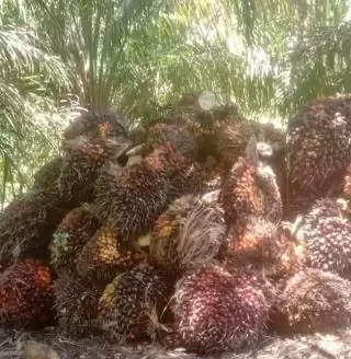 RI Lawan EUDR Uni Eropa