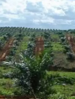 Realisasi Program Replanting Alami Sejumlah Kendala di 'Ranah Minang'