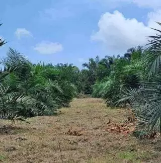 GAPKI Kaltim dan ILO Indonesia Bikin Program Bersama Durasi Setengah Tahun