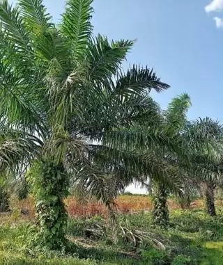 Termasuk Kelapa Sawit, Ini Luasan Pengembangan Kebun di Kaltim Kurun 2023