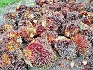 Nelangsa, Para Petani Sawah di Mukomuko Tanam Sawit Lantaran Irigasi Rusak