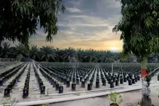 PTPN IV PalmCo Regional 3 Lanjutkan Penyediaan Bibit Sawit Unggul Bersertifikat