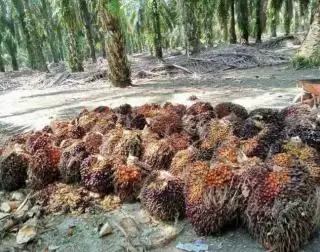 Petani Sawit Kalbar Belajar Pola Kemitraan Petani ke PTPN IV PalmCo Regional 3