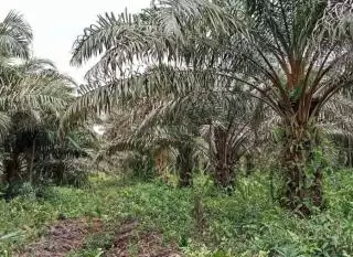 Turunkan Tim POPT, Disbun Aceh: Belum Pasti Sawit Diserang Jamur Ganoderma