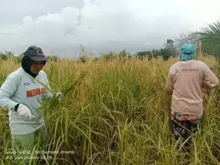 Ternyata, Padi Gogo Sudah Jadi Program Kades Ini Untuk Petani yang Replanting Sawit