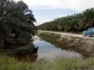 Selesaikan Dulu Lewat Tora Baru Lahan Sawit Masuk Kawasan Hutan Bisa Ikut PSR