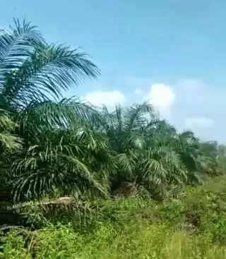 Tanaman Sawit Bisa Lambat Berbuah, Ini Penyebabnya