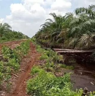 Pak Tani Sawit Mau Produksi dan Produktivitas Solusinya Program Sarpras