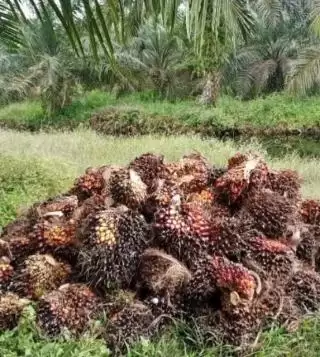 Soal SE Instruksi Bersama Firkopimda Kotawaringin Timur, Ini Kata Aspek-PIR