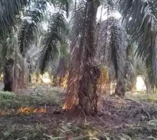 Kaji Pengembangan Gula Merah dari Air Pohon Sawit, Ini Asa Pemkab Pasbar