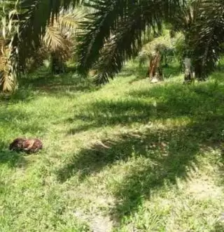 RI Bisa Kuasi Harga Minyak Sawit Dunia, Kata GAPKI Ini Syaratnya