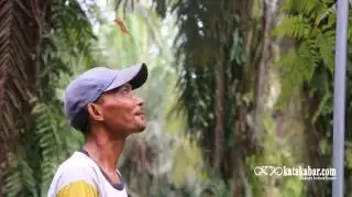 Bermula Dari Kuli, Sukses Menjadi Petani Sawit