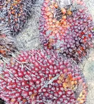 Dibanderol Rp2.400 Per Kilogram, Harga TBS Sawit Pelan-pelan Naik di Tanah Jawa