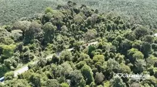 Cerita Hutan Belantara Kebun Sawit Sei Baruhur