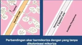 Catat! Ini Solusi Versi Peneliti BRIN Bila Produktivitas Rendah Lantaran Tanah Asam