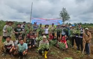 Kebun Sawit Milik Personel Polisi Ditanami Ubi Rambat Dukung Ketapang