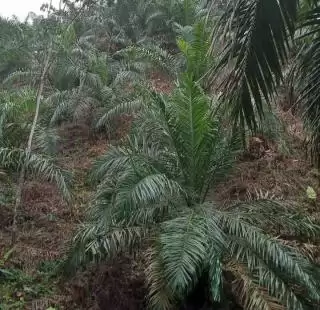 Kementerian ATR-BPN Diminta Inventarisasi Tumpang Tindih Lahan Demi Tata Kelola Sawit