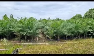 Dipangkas Pempus, Jatah DBH Sawit Kepahiang Menukik Tahun 2025