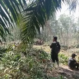 Daripada ke Pengepul Rugi, Elok Petani Sawit Bermitra dengan PKS