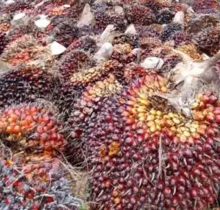 Biar Harga Tidak Rusak, Petani Jangan  Panen Buah Sawit Mentah!