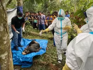 Kelayang Geger! Mayat Membusuk Penuh Belatung Ditemukan di Kebun Karet