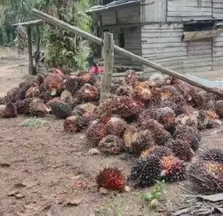 Menang Gugatan Sawit di WTO, Ini Bukti Indonesia Berdaulat di Mata Dunia