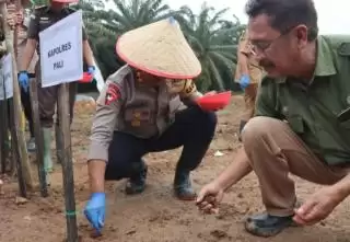 Kolaborasi Tumpang Sari Jagung di Lahan Sawit di Penukal Abab Lematang Ilir