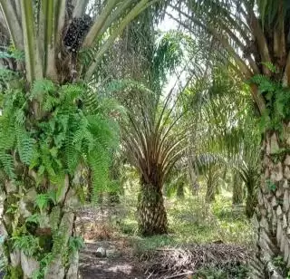 Pakar Ekonomi Ini Minta RI Ubah Narasi Global Minyak Sawit Pasca Menang Sengketa di WTO