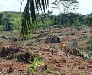 Belum Sehari DPRD Inhu Sidak, PT BBSI Berulah Rusak Tanaman Sawit Warga