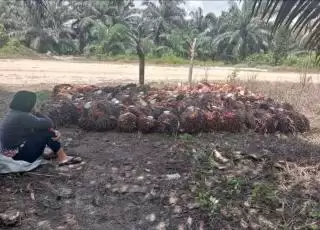 Bantah Tudingan 'Emas Hijau' Disangkutkan dengan Deforestasi