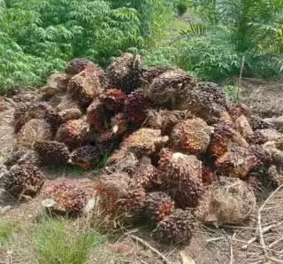 Industri Sawit Topang Pencapaian SDGs