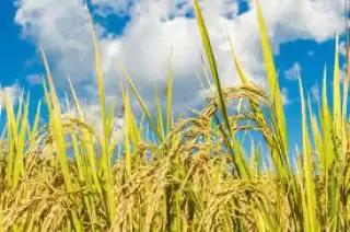 Awal 2025, Produksi Padi di Riau Meningkat