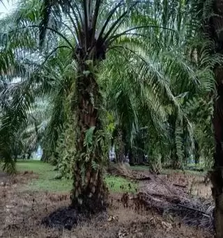 Kelapa Sawit Bagian dari Konservasi Tanah dan Air