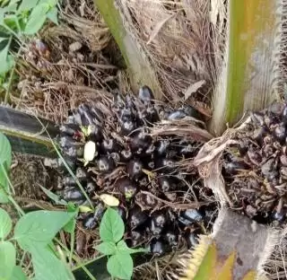 Ini Fakta! Perkebunan Sawit Bukan Sumber Utama Deforestasi Global