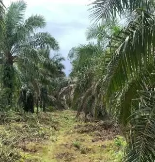 Konsumsi Minyak Sawit Bergizi Sehatkan Kehidupan Manusia