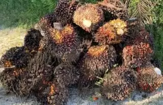 Perkebunan Kelapa Sawit Sukses Lestarikan Plasma Nutfah