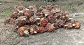 Minyak Sawit, Minyak Makan Anti Kanker!