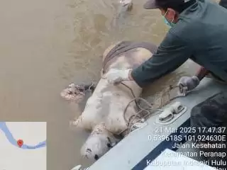 Mayat Pria Mr X Ditemukan Mengapung di Sungai Indragiri Inhu