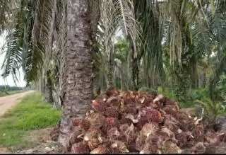 Kombinasi Limbah Cair Sawit dan Alga Hasilkan Biofuel Generasi Ketiga