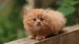 Kitten Persia Suka Apa? Tips Membuatnya Nyaman di Rumah